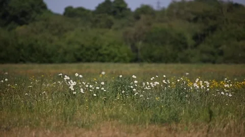 Daisy's in a field Stock Footage 131538390