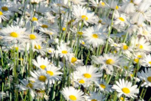 Daisy's in field Foto stock