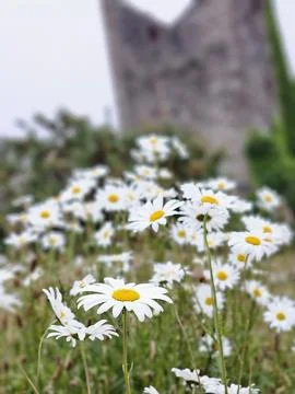 Daisys in front of an old engine house 写真素材