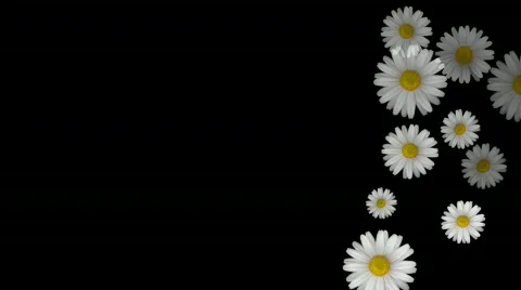 Daisys HD 스톡 동영상 335015