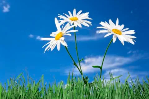 Daisy's 写真素材