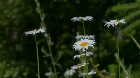 Daisys of spring Stock Footage 110771979