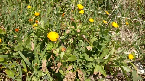 Daisys on a sunny day 스톡 동영상 103105631