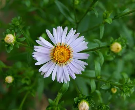 Daisywheel in herb Stock Photos