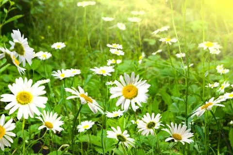 Daisywheel Stock Photos