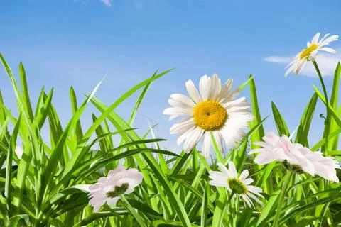 Daisywheel Stock Photos