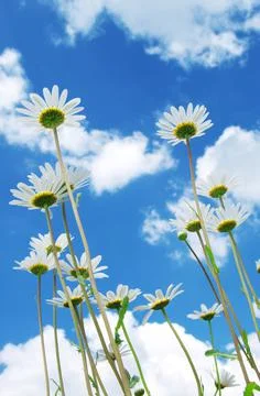 Daisywheels on sky background Stock Photos