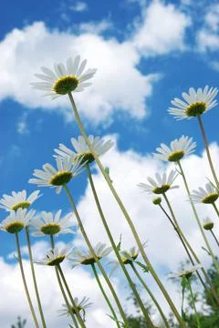 Daisywheels on sky background Stock Photos