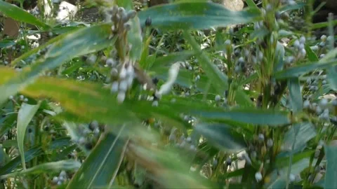 Dalai Plant Stock Footage 158832047