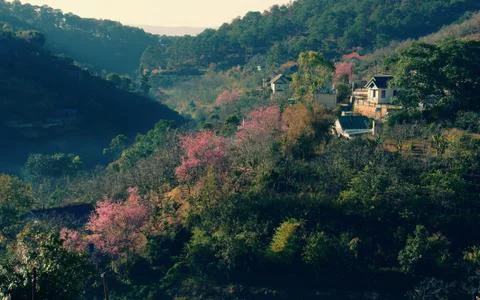 Dalat in spring, sakura flower Stock Photos