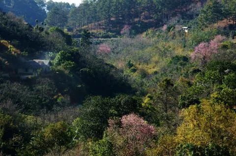 Dalat in spring, sakura flower Foto stock