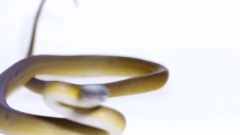 D'Albertis' python (Leiopython albertisii) white-lipped python snake isolated on Stock Footage 222022866
