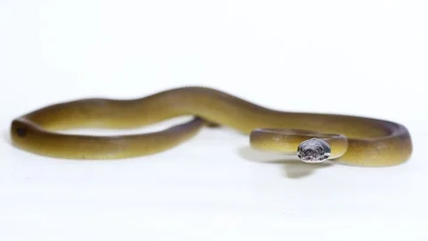D'Albertis' python (Leiopython albertisii) white-lipped python snake isolated on Stock Footage 222022867