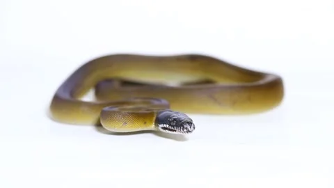 D'Albertis' python (Leiopython albertisii) white-lipped python snake isolated on Stock Footage 222022868