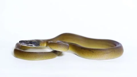 D'Albertis' python (Leiopython albertisii) white-lipped python snake isolated on Stock Footage 222022874