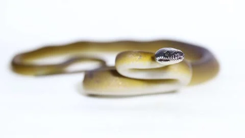 D'Albertis' python (Leiopython albertisii) white-lipped python snake isolated on Stock Footage 222022885