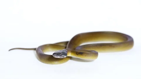 D'Albertis' python (Leiopython albertisii) white-lipped python snake isolated on Video stock 222022887