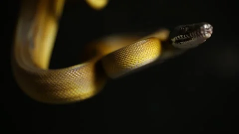 D'Albertis' python (Leiopython albertisii) white-lipped python snake isolated on Stock Footage 222022890