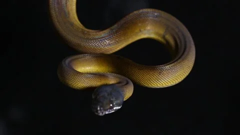 D'Albertis' python (Leiopython albertisii) white-lipped python snake isolated on Stock Footage 222022898