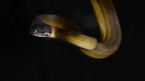D'Albertis' python (Leiopython albertisii) white-lipped python snake isolated on Stock Footage 222022899