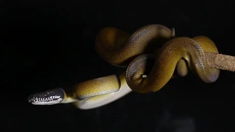 D'Albertis' python (Leiopython albertisii) white-lipped python snake isolated on Stock Footage 222022900
