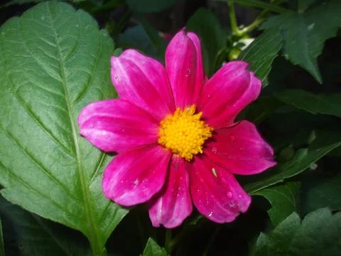 Dalia flower. Stock Photos