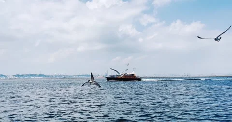 Dalian, old dock, seagulls and birds flying on the sea, ships sailing, sea, blue Stock Footage 249876951