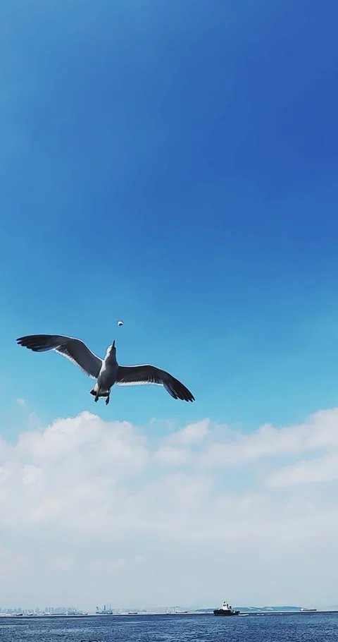 Dalian, old dock, seagulls and birds flying on the sea, ships sailing, sea, blue Stock Footage 249876998