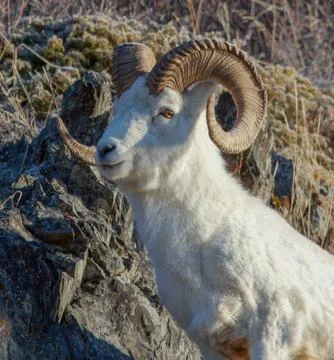 Dall Ram Stock Photos