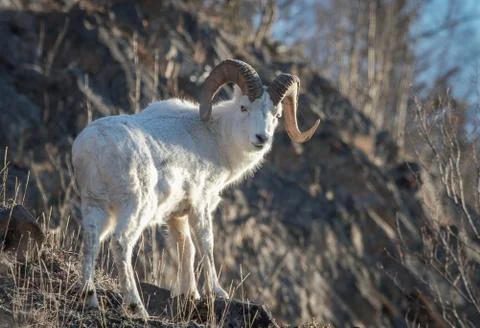 Dall ram Stock Photos