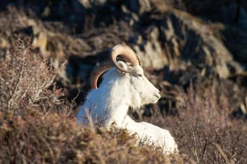 Dall Ram Stock Photos