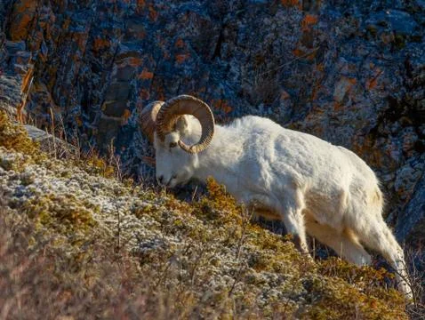 Dall Ram Stock Photos