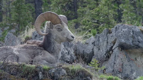Dall Ram Sheep resting on a mountain - medium closeup Stock Footage 201753258