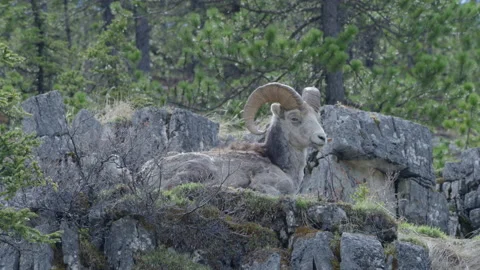 A Dall Ram Sheep resting on mountainous terrain Stock Footage 201751375