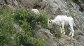 Dall Sheep Alaska on ledge P HD 1549 HD Footage