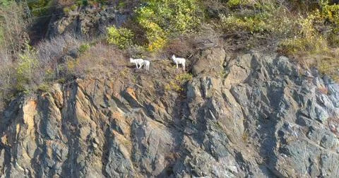 Dall sheep in Alaska Stock Photos