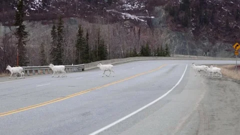 Dall sheep crossing the road on a highway. Stock Footage 310029936