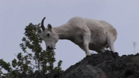 A dall sheep descends from a cliff peak. Stock Footage 79018909