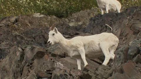 A dall sheep drops down a very rugged trail. Stock Footage 79016705