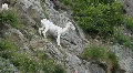 Dall Sheep ewe on ledge P HD 1547 HD Footage