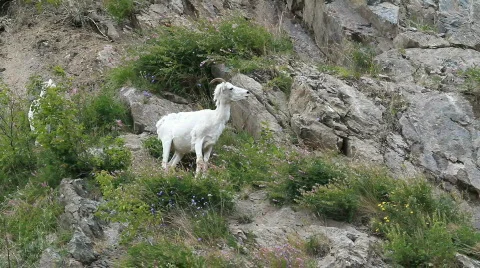 Dall Sheep female on mountain P HD 1559 Stock Footage