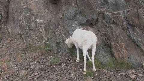 Dall sheep finding grazing in a rugges terrain. Stock Footage 79017070