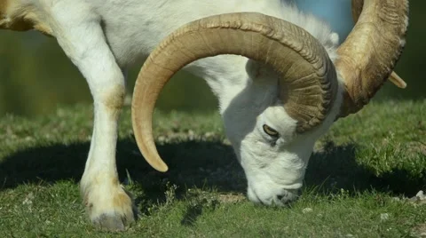 Dall sheep Stock Footage 41596268