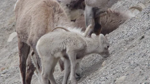 Dall Sheep - Lamb and ewe in the wild. Stock Footage 201820556