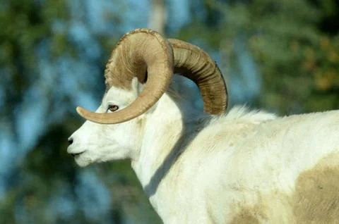 Dall sheep Stock-Fotos