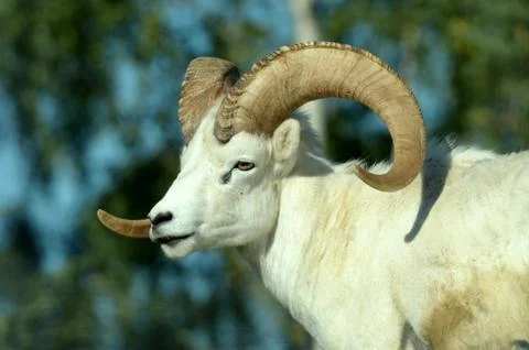 Dall sheep Stock Photos