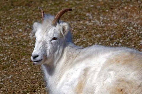 Dall sheep Stock Photos