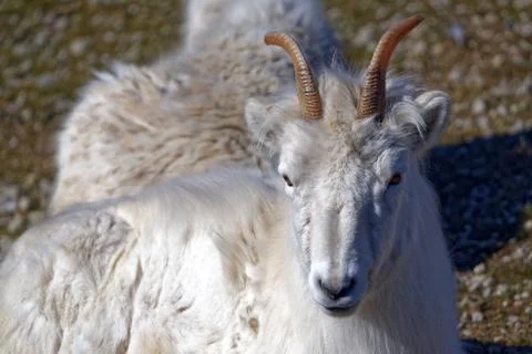 Dall sheep Stock Photos