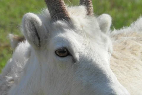 Dall sheep Foto stock