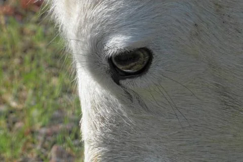 Dall sheep Stock Photos